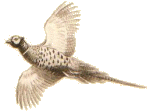 Pheasant