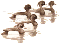 Sporting Wildfowl of the British Isles